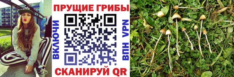 Галлюциногенные грибы Psilocybe Орехово-Зуево